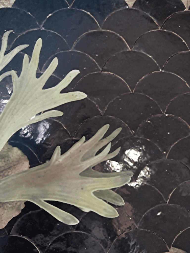 zwarte zelliges echelles